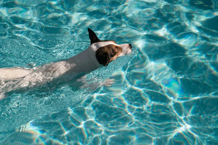 Balnéothérapie canine, Mercury, La Truffe Poudrée