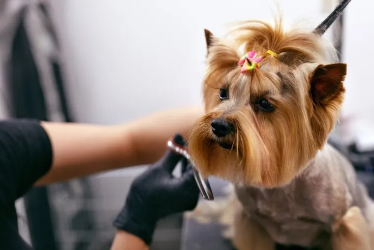 Coupe poils chien, Mercury, La Truffe Poudrée