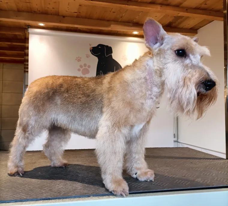 Epilation canine d'un Fox Terrier à Mercury
