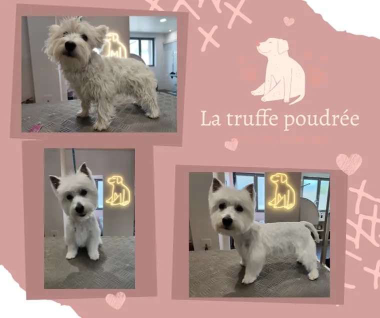 Toilettage d'un Westie chez La truffe poudrée à Albertville, Mercury, La Truffe Poudrée